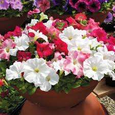 PETUNIA F.1 STORM MISCUGLIO NR.1000 SEMI pill.