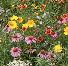 MISCUGLIO DI FIORI PER API NR.50 SEMI