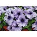 PETUNIA LIMBO BLU VENATO NR.1000 SEMI PILL.