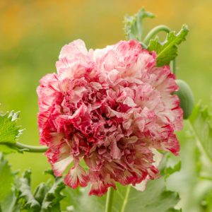 PAPAVERO A FIOR DI PEONIA ROSA ANTICO NR.50 SEMI