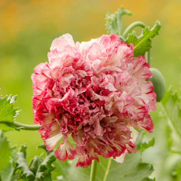 PAPAVERO A FIOR DI PEONIA ROSA ANTICO NR.50 SEMI