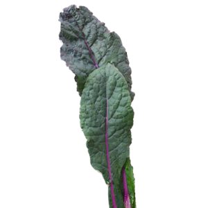 CURLY KALE, ( BRASSICA OLERACEA, CONVAR. ACEPHALA VAR. SABELLICA, SCARLET KG 1