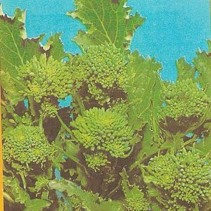 BROCCOLETTO DI RAPA SESSANTINO RICCIO SAN MARZANO GR.250