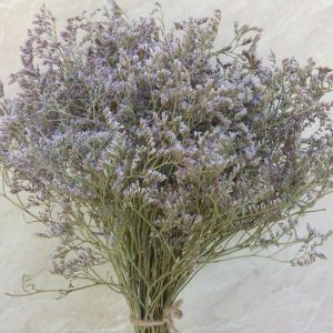 STATICE CASPIA NR.100 SEMI