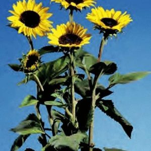 GIRASOLE ICARUS NR.1000 SEMI