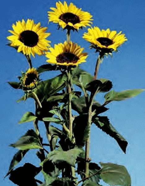 GIRASOLE ICARUS NR.1000 SEMI