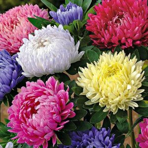 ASTER A FIOR DI PEONIA MISCUGLIO NR.300 SEMI