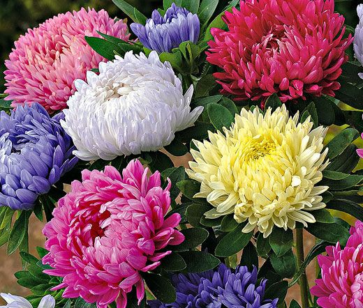 ASTER A FIOR DI PEONIA MISCUGLIO NR.300 SEMI