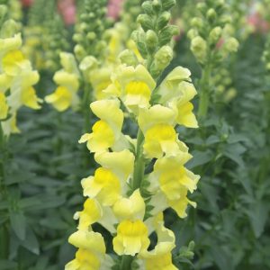BOCCA DI LEONE / ANTIRRHINUM F1 POTOMAC GIALLO  NR.1000 SEMI
