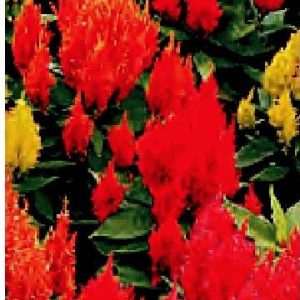 CELOSIA PLUMOSA NANA KEWPIE MISCUGLIO 1 Pacchetto