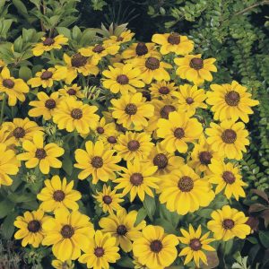 RUDBECKIA TOTO GOLD NR.1000 SEMI