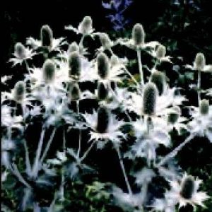 ERYNGIUM GIGANTUM ARGENTO GR.1