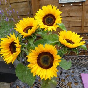 GIRASOLE F.1 AJAX NR.10000 SEMI