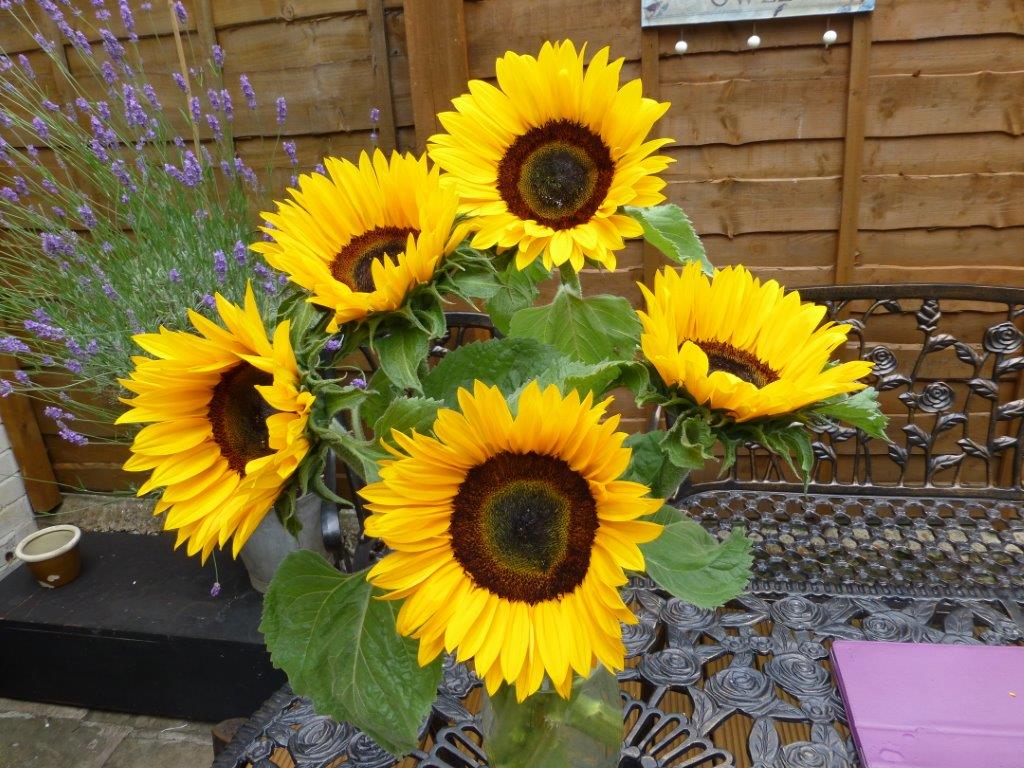 GIRASOLE F.1 AJAX NR.10000 SEMI