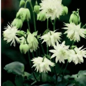 AQUILEGIA VULGARIS LIME SORBET 1000 semi