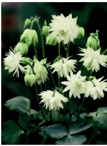 AQUILEGIA VULGARIS LIME SORBET 1000 semi