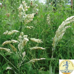 Holcus lanatus NEW BAMBAGIONE KG 1