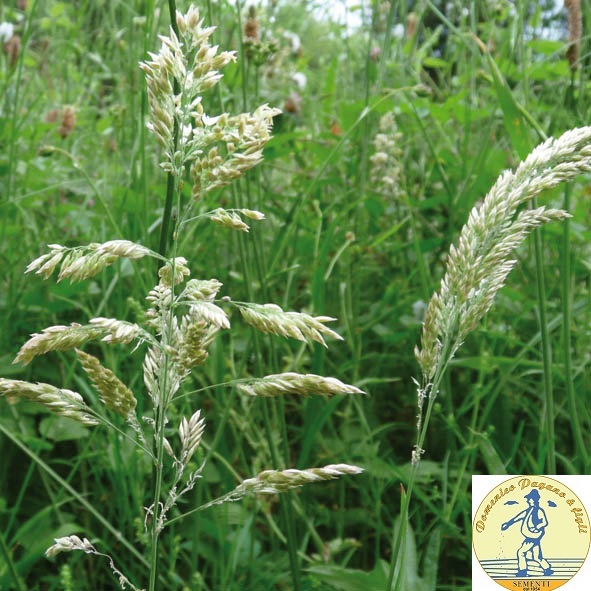 Holcus lanatus NEW BAMBAGIONE KG 1
