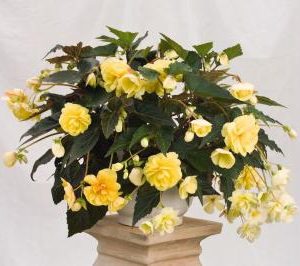 BEGONIA ILLUMINATION CREMA NR.1000 SEMI PELLET