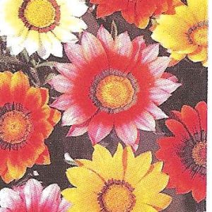 GAZANIA NANA COMPATTA MISCUGLIO GR.10