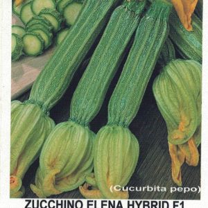 ZUCCHINO ROMANESCO F1 ELENA  500 SEMI