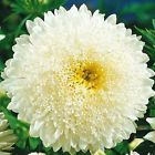 ASTER SUPER PRINCIPESSA BIANCO NR.300 SEMI