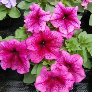 PETUNIA LIMBO VIOLETTO VENATO NR.1000 SEMI PILL.