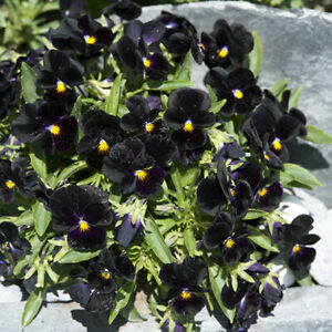 VIOLA CORNUTA BACK TO BLACK NR.100 SEMI