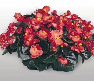 BEGONIA COCKTAIL VODKA NR.1000 SEMI PELLET