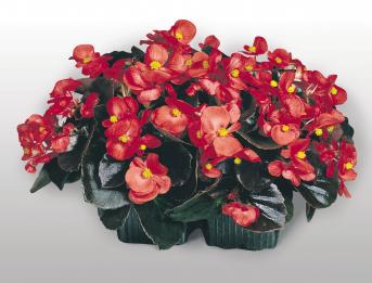 BEGONIA COCKTAIL VODKA NR.1000 SEMI PELLET
