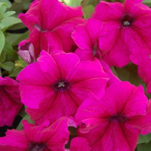 PETUNIA LIMBO BURGUNDI NR.1000 SEMI PILL.