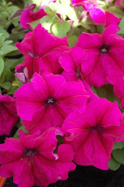 PETUNIA LIMBO BURGUNDI NR.1000 SEMI PILL.