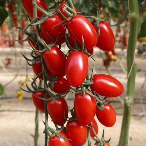 POMODORO UOLLI NR.1000 SEMI