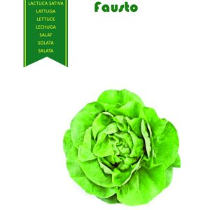LATTUGA CAPPUCCIO F.1 FAUSTO 10.000 SEMI