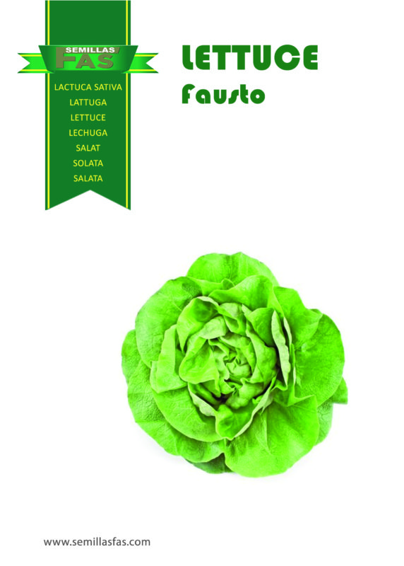 LATTUGA CAPPUCCIO F.1 FAUSTO 10.000 SEMI