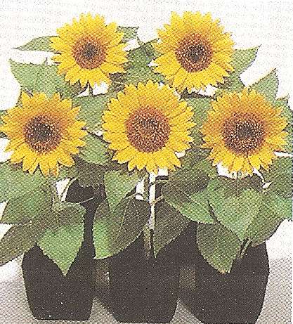 GIRASOLE NANO BIG SMILE NR.20 SEMI