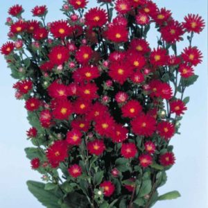 ASTER SERENADE ROSSO SCARLATTO NR.1000