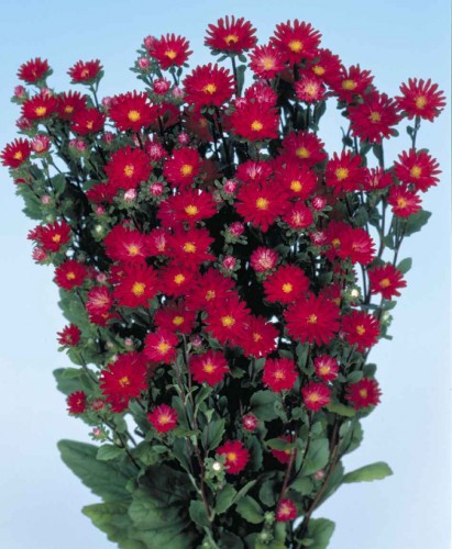 ASTER SERENADE ROSSO SCARLATTO NR.1000