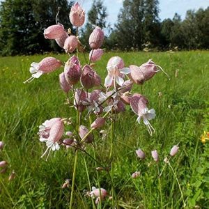 SILENE INFLATA NR.100 SEMI