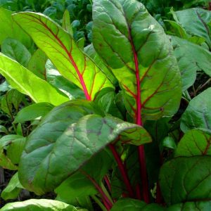 SWISS CHARD ( BETA VULGARIS) MAGENTA SUNSET KG 1