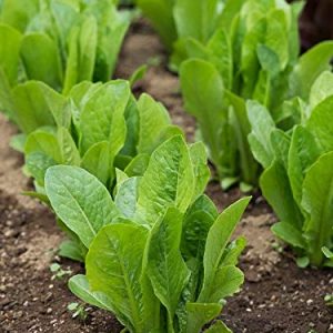 LETTUCE FOR CUTTING, BABY LEAF ( LACTUCA SATIVA),SIMPSON ( BLACK SEED ) ROMANA KG 1
