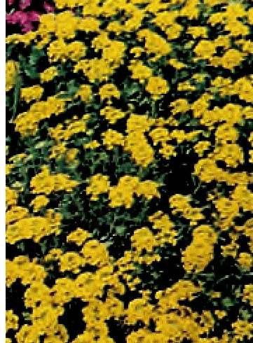 ALISSO NANO GIALLO 1 Pacchetto