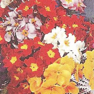 PRIMULA DANOVA MISCUGLIO NR.1000 SEMI