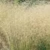 DESCHAMPSIA CAESPITOSA NR.200 SEMI