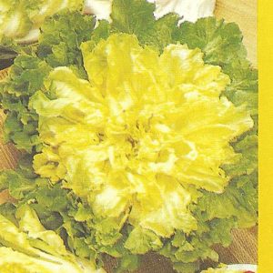 SCAROLA RICCIA SCHIANA DI SAN VALENTINO NR.1000 SEMI