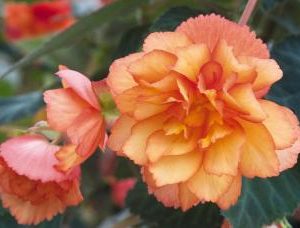 BEGONIA ILLUMINATION ROSSO ARANCIO PICOTEE NR.1000 SEMI PELLET