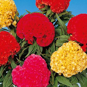 CELOSIA CRESTATA A PUGNO MISCUGLIO NR.1000 SEMI