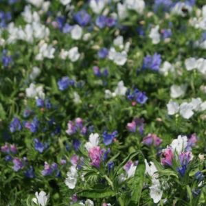 ECHIUM NANO MISCUGLIO NR.50 SEMI
