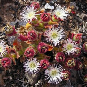 PIANTA DI GHIACCIO ( MESEMBRIANTHEMUM CRYSTALLINUM) NR.100 SEMI