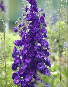 DELPHINIUM SUPREMO BLU SCURO GR.25